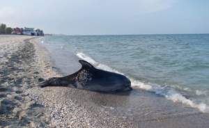 Cinci delfini, găsiți morți pe plajele turistice românești