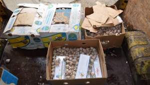 Ţigări de contrabandă ascunse în cutii cu usturoi, depistate de poliţiştii de frontieră ieşeni