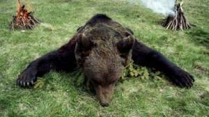 I-a condamnat la moarte! Ministrul Mediului a decis: 140 de urși vor fi uciși