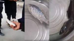 Filmulețul care a isterizat Internetul: pește înghețat, readus la viață (VIDEO)