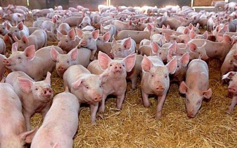 Focar de pestă porcină la o fermă din Iași: 20.000 de animale vor fi eutanasiate