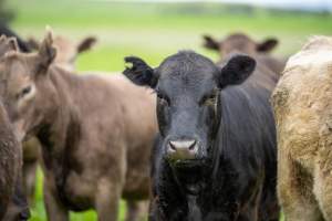 Percheziții la o bandă de hoți care ar fi furat 21 de bovine din Sibiu