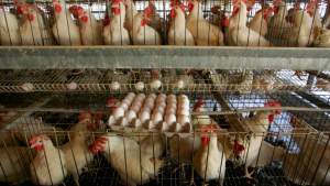Peste 7.500 de păsări, eutanasiate în Maramureș din cauza gripei aviare