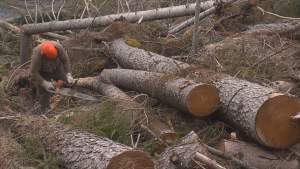 Un român de 25 de ani a murit după ce un copac l-a lovit direct în piept, în Italia