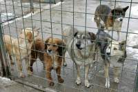 Afaceri ilegale cu câinii fără stăpân din Iași. Poliţiştii de la Protecţia Animalelor Hunedoara au deschis dosar penal