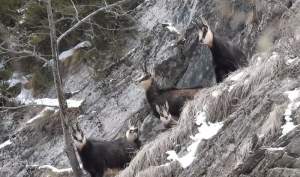 Grup de capre negre surprins de camerele de supraveghere din Parcul Natural Putna Vrancea (VIDEO)