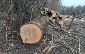 Mită de 500 - 1.000 de lei primită în repetate rânduri de un pădurar din Iași, pentru tăieri ilegale de arbori
