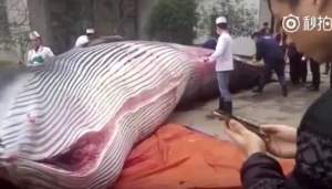 ȘOCANT. Balenă de 8 tone, tranșată în fața unui restaurant sub ochii trecătorilor (VIDEO)