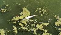 Alertă de mediu: numeroși pești morți în apă și la mal, la confluența râurilor Bahlui și Jijia (VIDEO)