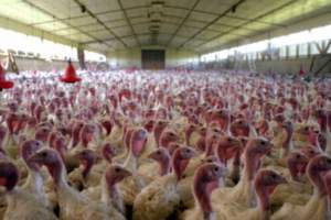 ANSVSA: peste 17 tone de carne și organe de curcan de la fermele din zona unde este focar de gripă aviară în Ungaria au ajuns în 26 de județe din România