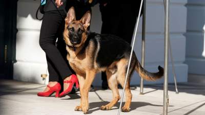 Câinele lui Joe Biden, Commander, a mușcat din nou un agent al Secret Service