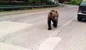 Panică în parcul central din Sinaia: o turistă a dat nas în nas cu un urs
