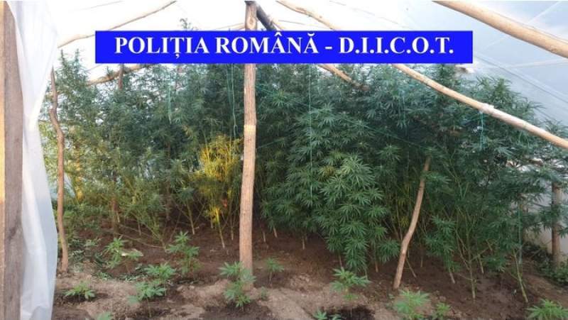 Percheziții în Iași la traficanții de droguri: au fost identificate două culturi de cannabis și droguri de mare risc