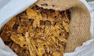 Peste 1,3 tone foi de tutun ascunse în 32 de saci, descoperite într-un microbuz și o autoutilitară conduse de șoferi bulgari