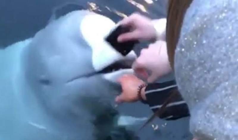 VIDEO INCREDIBIL! O Balenă albă îi înapoiază unei femei iPhone-ul scăpat în mare
