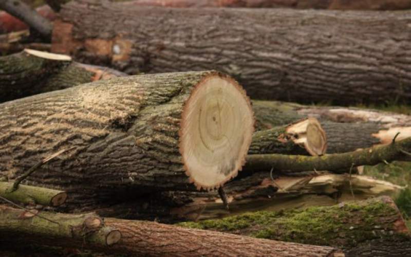 Hoți de lemne, puși sub control judiciar după ce au fost doborât 44 de copaci dintr-o pădure particulară din Țibana