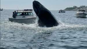 Momentul în care o balenă lovește în plin o barcă (VIDEO)
