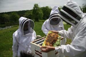 21 de apicultori, trimiși în judecată de DNA pentru fraudă cu fonduri europene