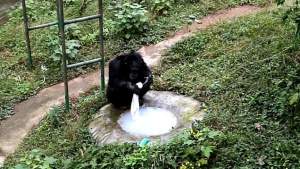 Imagini incredibile cu un cimpanzeu care îi spală hainele îngrijitorului de la grădina zoologică (VIDEO)