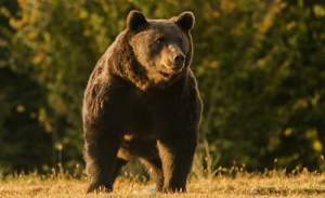 Agent Green: Cel mai mare urs din România, Arthur, a fost ucis de un prinț din Austria. „Avem de-a face cu o partidă de braconaj”