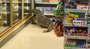 Panică într-un supermarket din Thailanda! O șopârlă uriașă a ieșit la... shopping (VIDEO)