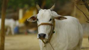 Pensionar din India, filmat în timp ce viola două vaci. A fost reținut, iar poliția caută acum vacile