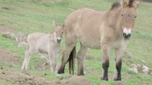 Un cal clonat dintr-o specie care nu mai există în sălbăticie a venit pe lume în SUA
