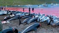 Peste 1.400 de delfini au fost masacrați de locuitorii din Insulele Feroe cu cuțitele, într-o singură zi (VIDEO)