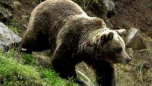 Vrâncean omorât de urs: autoritățile locale cer uciderea animalului
