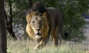 O tragedie indiană! Un leu a înșfăcat un băiețel de trei ani de lângă familia sa și a fugit cu el