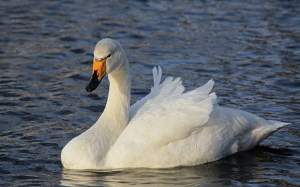 Caz de gripă aviară confirmat la o lebădă găsită în albia râului Prut, pe raza județului Iași