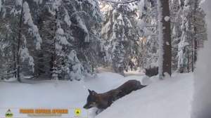 Imagini inedite cu doi lupi care se plimbă prin zăpadă, în Apuseni (VIDEO)
