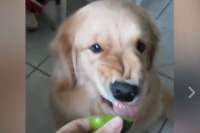 VIRAL. Știm cum fac oamenii când gustă o lămâie. Să vedeți cum se strâmbă acest câine! (VIDEO)