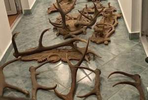 Trofee de vânătoare, arme, capcane şi carne de cervide, descoperite la o percheziţie domiciliară în Maramureș