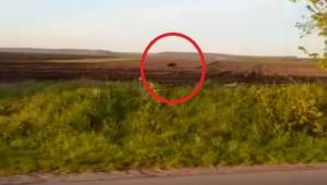 Urs filmat pe un câmp din Botoșani: prezența animalului este total atipică (VIDEO)