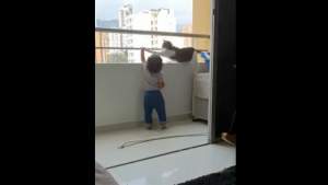 „Dădaca” grijulie. O pisică îndepărtează un bebeluș de balustrada unui balcon (VIDEO)