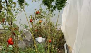 Argeșean cercetat penal după ce a fost depistat cultivând cannabis în solar