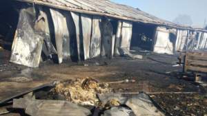Incendiu devastator la o fermă de vaci din Suceava: 32 de animale au murit arse de vii (VIDEO)