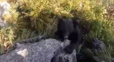 Imagini dramatice. Alpinist japonez atacat de urs în timp ce se cățăra pe o stâncă (VIDEO)