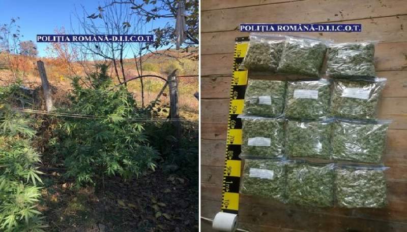 Doi băcăuani, reținuți pentru trafic de droguri: culturi outdoor de cannabis descoperite la percheziții