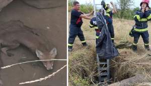 Misiune specială: vulpe căzută într-un puț, salvată de pompierii din Orăștie
