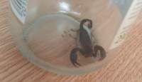 UPDATE. Ieșeancă înțepată de un scorpion după ce a cumpărat banane de la Lidl Bucium (VIDEO)