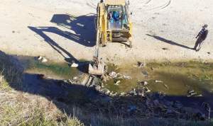 Imagini de groază! Aproape o tonă de oase de animale, descoperite pe malul râului Cotmeana: autoritățile au demarat o anchetă