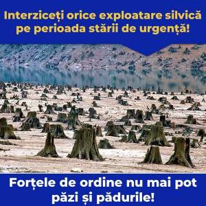 Marius Bodea: Proiect de lege pentru interzicerea oricărui tip de tăiere a pădurilor pe perioada stării de urgență! Jaful din păduri înflorește în plină pandemie!