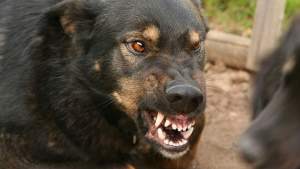 Alertă în Suceava! Opt persoane suspecte de turbare, după contactul cu doi câini infectați