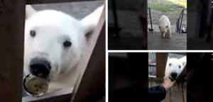 Urs polar, salvat după ce și-a prins limba într-o cutie de conserve (VIDEO)