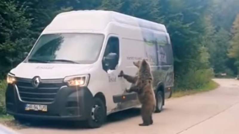 VIRAL. Ursul cerșetor din Băile Tușnad (VIDEO)