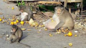 Uncle Fatty, cea mai grasă maimuță din lume, a fost pus la regim