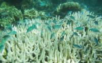 Moare încet! Marea Barieră de Corali se confruntă cu o înălbire în masă