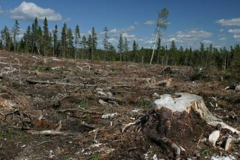 ROMSILVA: Tăierile ilegale în pădurile de stat se mențin la un nivel scăzut
